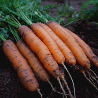 Napoli Carrot Thumbnail